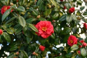 Ruta de las camelias Galicia