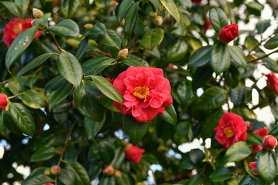 Ruta de las camelias Galicia